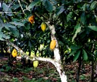 Forastero Cacao Tree