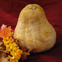 Calabaza squash