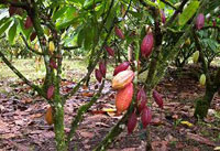 Theobroma Cacao