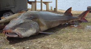 Sturgeon