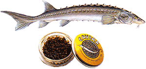 Osetr Sturgeon