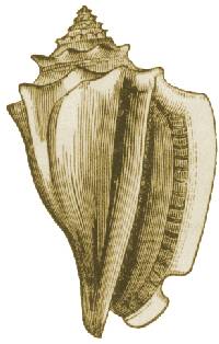 conk shell