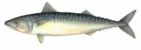 mackerel