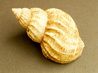 whelk