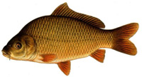 carp