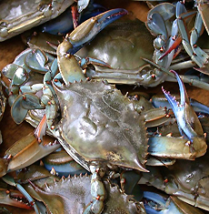 Blue Crab