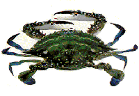 Japanese blue crab