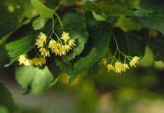 Cranberry Bush