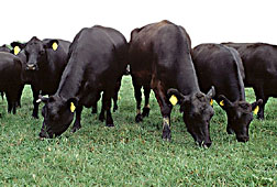 Angus Cattle