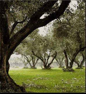 olive trees