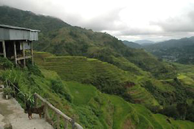 Rice Terrace