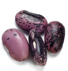 Scarlet Runner Beans