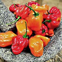 Habanero Peppers