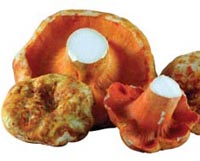 Lobster Mushrooms