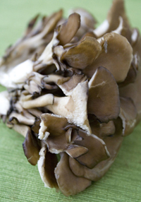 Maitake Mushroom