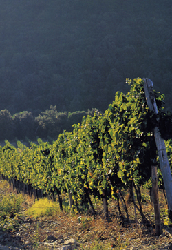 Brunello Vines