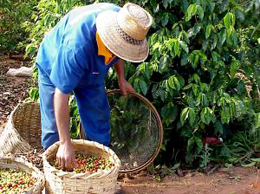 Coffee Picker