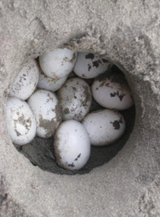 Turtle Eggs