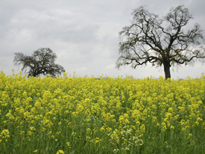 Wild Mustard Flowers