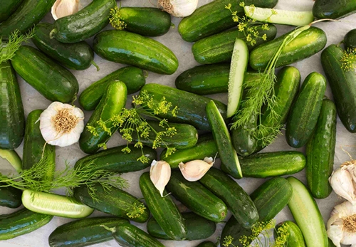 Pickling Cucumbers