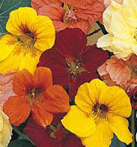 nasturtiums