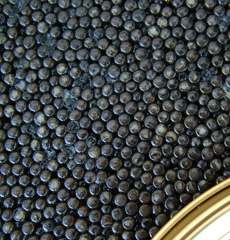 Organic Caviar Organic Caviar