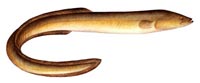 american eel