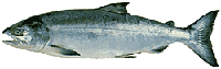 keta or chum salmon