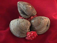 cherrystone clams