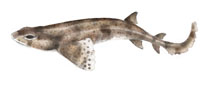 dogfish