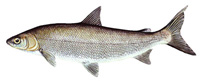 whitefish