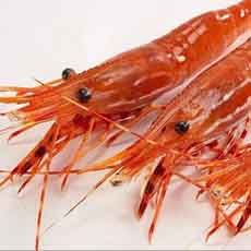 Live Spot Prawns