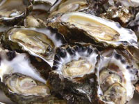 Oysters