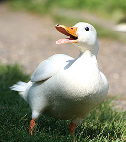 Pekin Duck