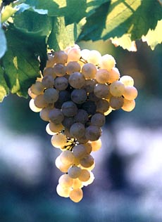 Grapes