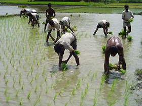 Bangladesh Rice Farmers