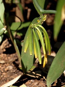 Vanilla Pods