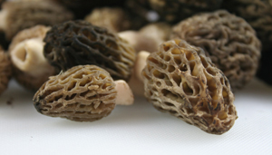 Morels