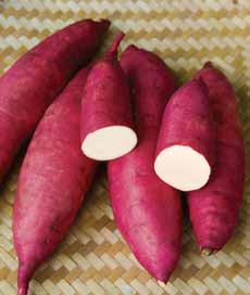 Murasaki Purple Sweet Potatoes Murasaki Purple Sweet Potatoes