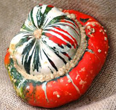 Turban Squash