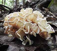 Cauliflower Mushroom