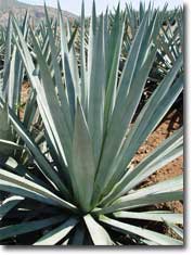 Agave