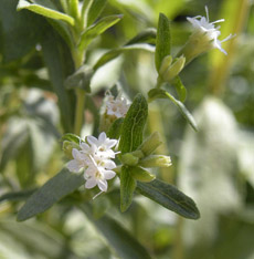 Stevia Bush