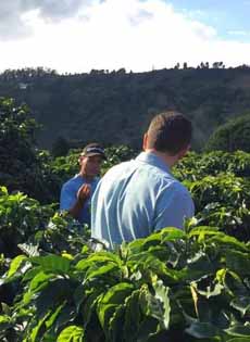 Coffee Bushes