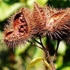 Annatto or Achiote