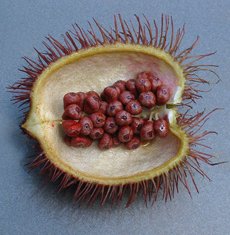 Annatto