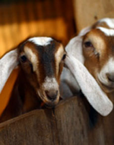 Nubian Goats