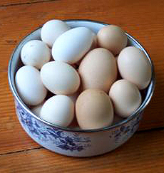 Brown Eggs