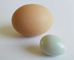 Brown Eggs