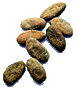 cacao beans
